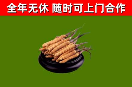 平舆县烟酒回收冬虫夏草.jpg